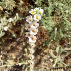 Heliotropium hirsutissimum