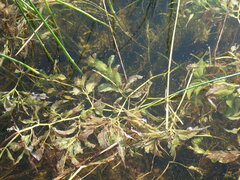 Potamogeton lucens
