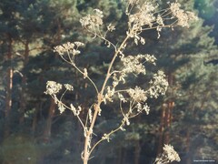 Heracleum sphondylium