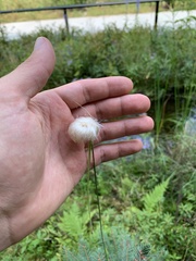 Eriophorum vaginatum