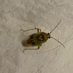 Taylorilygus apicalis