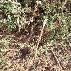 Heliotropium hirsutissimum