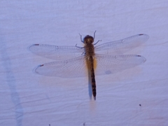 Pantala flavescens