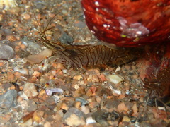 Palaemon serratus