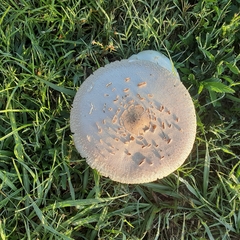 Chlorophyllum molybdites image