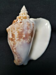 Macrostrombus costatus