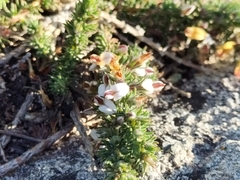 Aspalathus hispida hispida