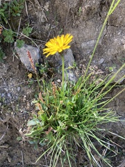 Crepis aurea