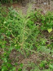 Artemisia annua
