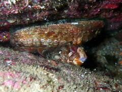 Parablennius gattorugine