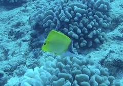 Forcipiger flavissimus