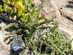 Aspalathus hispida hispida