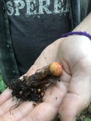 Calostoma cinnabarinum