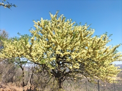 Vachellia robusta robusta