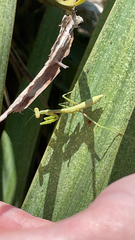 Schizomantodea
