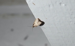 Aglossa costiferalis