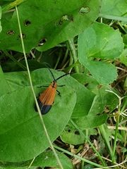 Calopteron