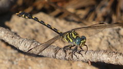 Onychogomphus uncatus