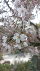 Prunus serrulata
