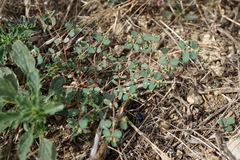 Euphorbia chamaesyce