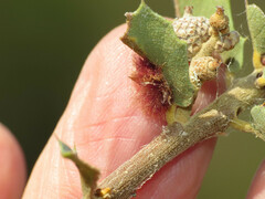 Neuroterus aliceae
