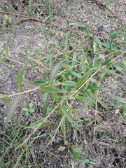 Veronica scutellata