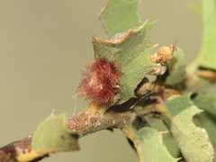 Neuroterus aliceae