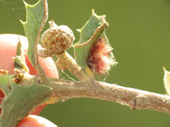 Neuroterus aliceae