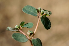 Euphorbia chamaesyce