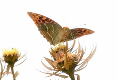 Argynnis pandora