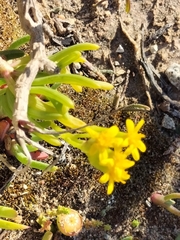 Senecio sarcoides