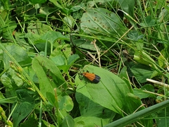 Calopteron