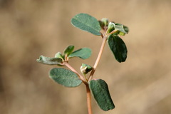 Euphorbia chamaesyce