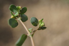 Euphorbia chamaesyce