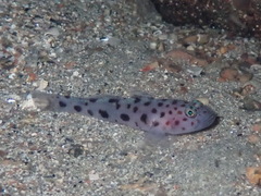 Thorogobius ephippiatus