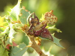 Disholcaspis pedunculoides