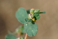 Euphorbia chamaesyce