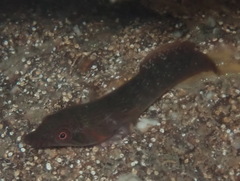 Lepadogaster candolii