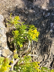 Senecio sarcoides