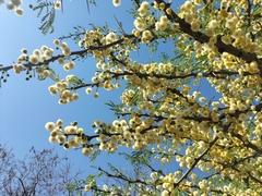 Vachellia robusta robusta
