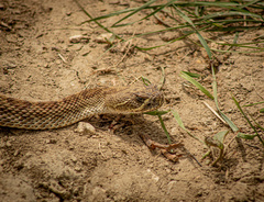 Crotalus viridis
