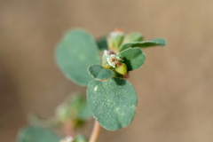 Euphorbia chamaesyce