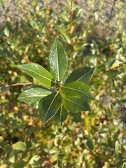 Salix phylicifolia