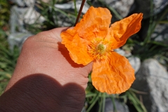 Papaver oreophilum