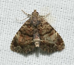 Metalectra richardsi