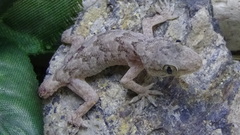 Hemidactylus flaviviridis