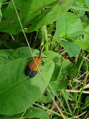 Calopteron