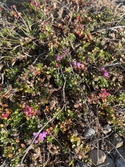 Thymus praecox britannicus