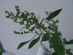 Chenopodium album