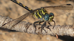 Onychogomphus uncatus